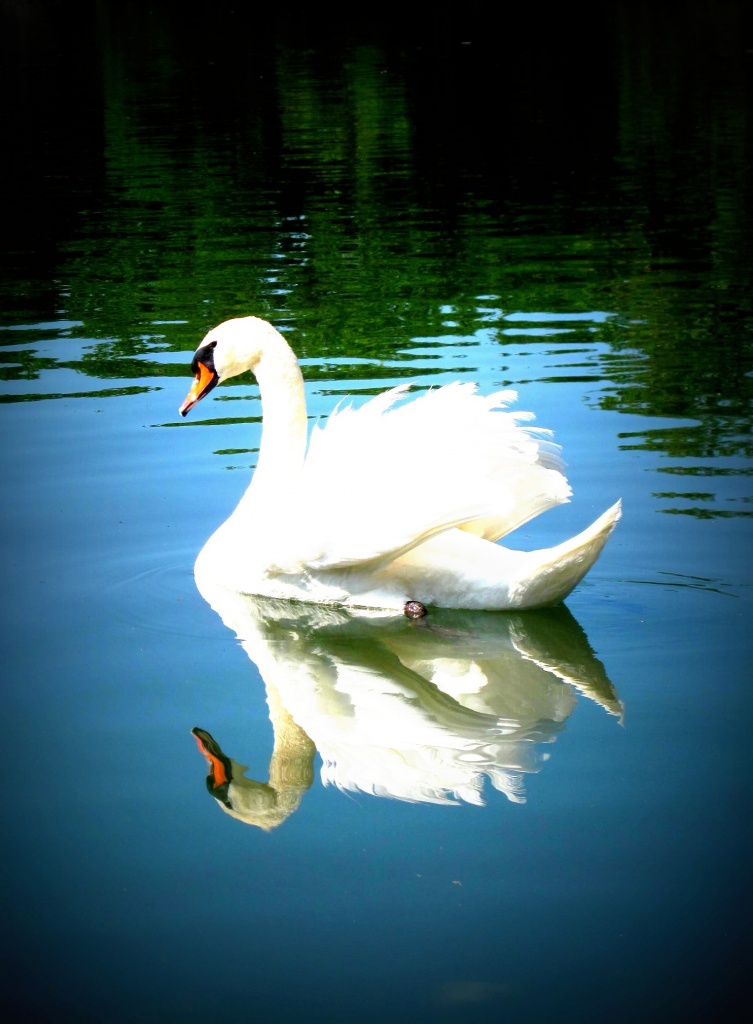 Swan lake by lisaconrad