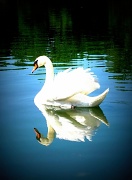 16th May 2011 - Swan lake