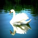 Swan lake by lisaconrad
