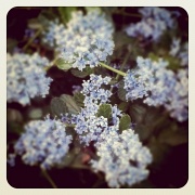 17th May 2011 - Blue flowers