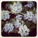 Blue flowers by mattjcuk