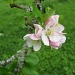 apple blossom by jmj
