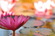 17th May 2011 - Waterlily