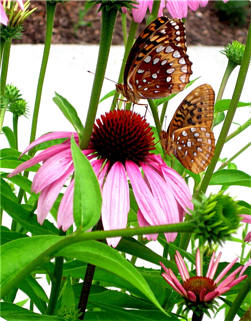 Butterflies by vernabeth