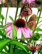16th May 2011 - Butterflies