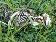 18th May 2011 - Skeleton