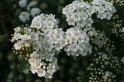 17th May 2011 - Spirea in bloom