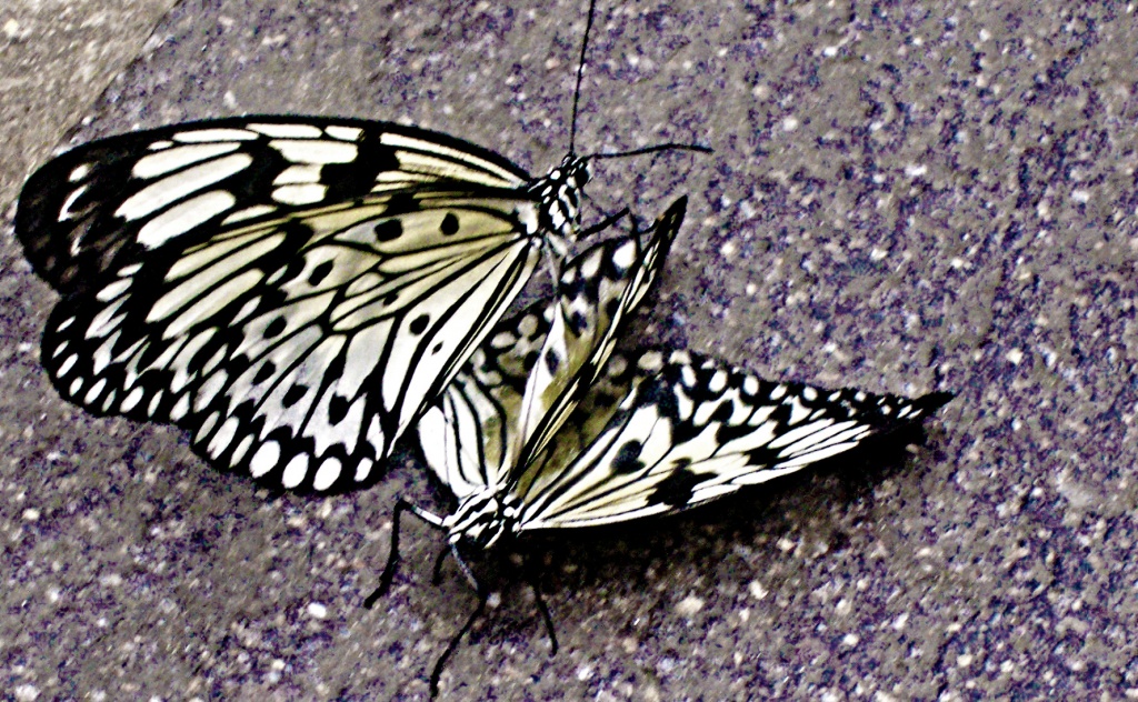 Butterflies by haagjes