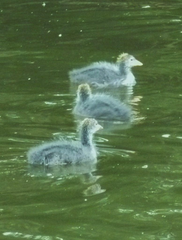 A Crowd of Coot Chicks by moominmomma