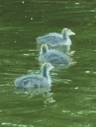 14th May 2011 - A Crowd of Coot Chicks
