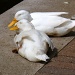 Duck Heaven. by moominmomma