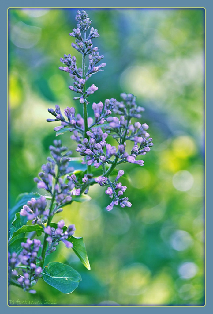 Lilac Bokeh by bluemoon