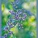 Lilac Bokeh by bluemoon