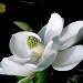 Magnolia  by vernabeth