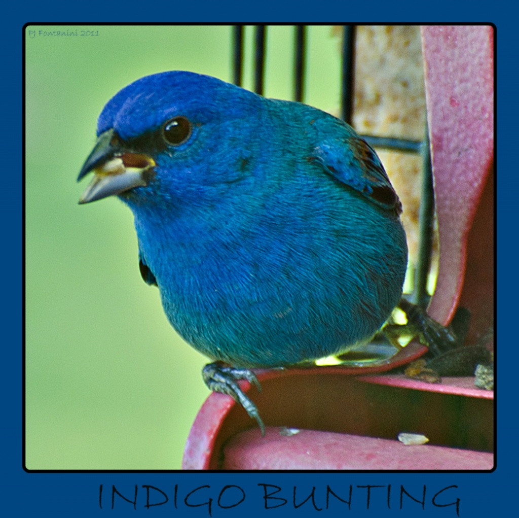 Indigo Bunting by bluemoon