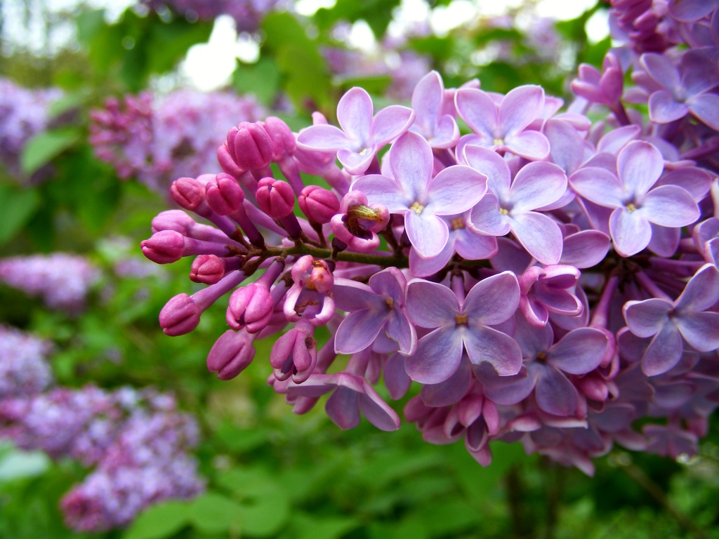 Neighbor's Lilac by lauriehiggins