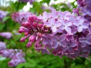17th May 2011 - Neighbor's Lilac