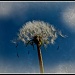 Dandelions in the Wind by exposure4u