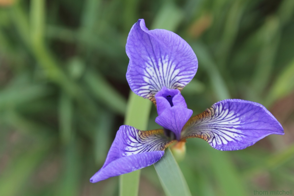 Siberian Iris (Corrected) by rhoing