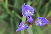 17th May 2011 - Siberian Iris (Corrected)