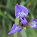 Japanese iris by rhoing