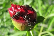 17th May 2011 - Ants on a Peony bud