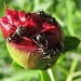 Ants on a Peony bud by dakotakid35