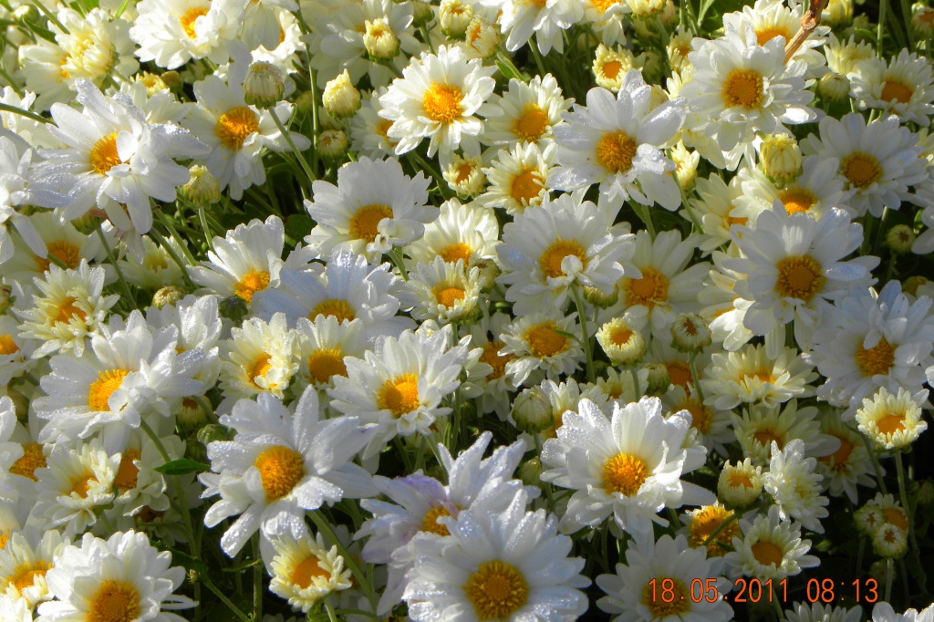 Chrysanthemums by ubobohobo
