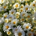 Chrysanthemums by ubobohobo