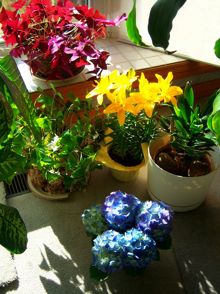 flower pots by bruni