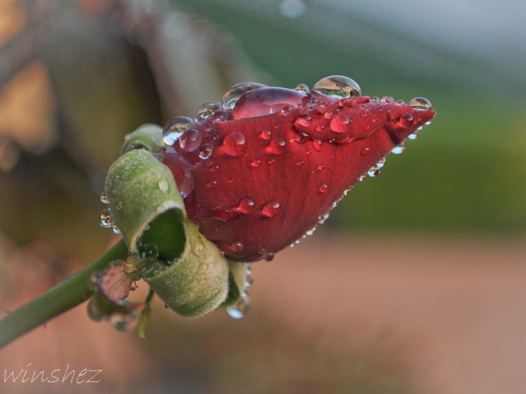 raindrops on roses  by winshez