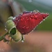 raindrops on roses  by winshez