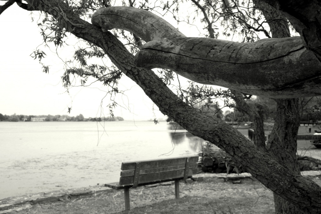 The Old Branch and The Sea by glennharper