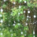 Raindrops..... by dulciknit