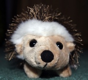 17th May 2011 - Harry the Hedgehog