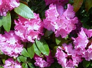 18th May 2011 - Rhododendron