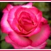 rose 2 by judithdeacon
