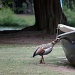 Egyptian Goose by natsnell