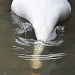 Ducking... by miranda