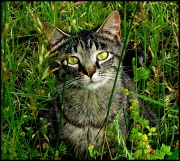 18th May 2011 - Hidden in the grass