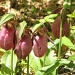 pink lady slippers by mjmaven