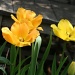 loving my tulips this year 132_233_2011 by pennyrae