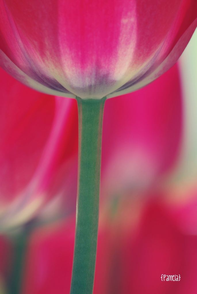 tulip... by earthbeone