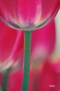 18th May 2011 - tulip...