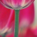 tulip... by earthbeone