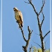 Red-Tailed Hawk?? by bluemoon