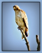 18th May 2011 - Red Tailed Hawk #2