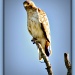 Red Tailed Hawk #2 by bluemoon