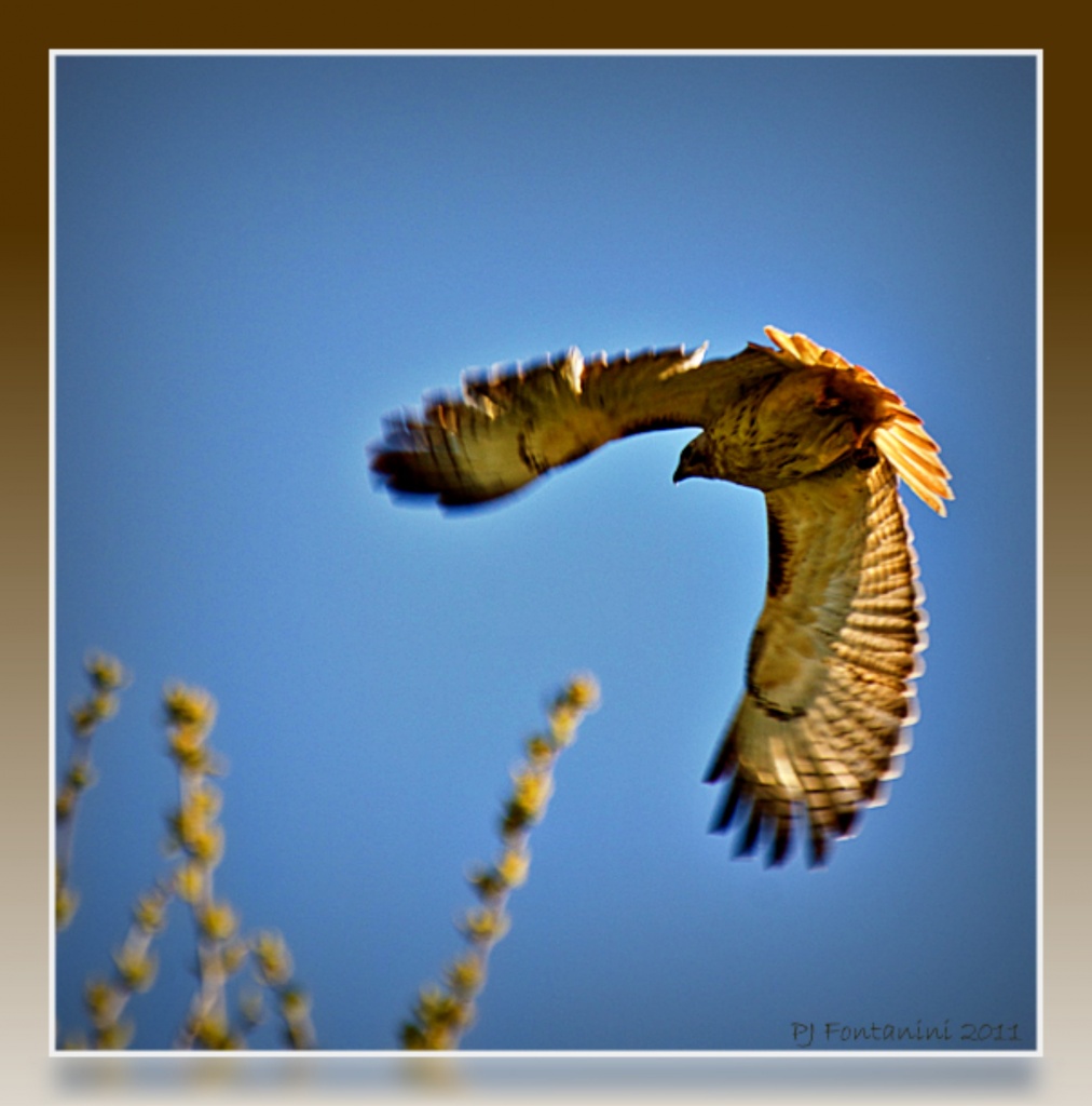 Red-Tailed Hawk #3 by bluemoon