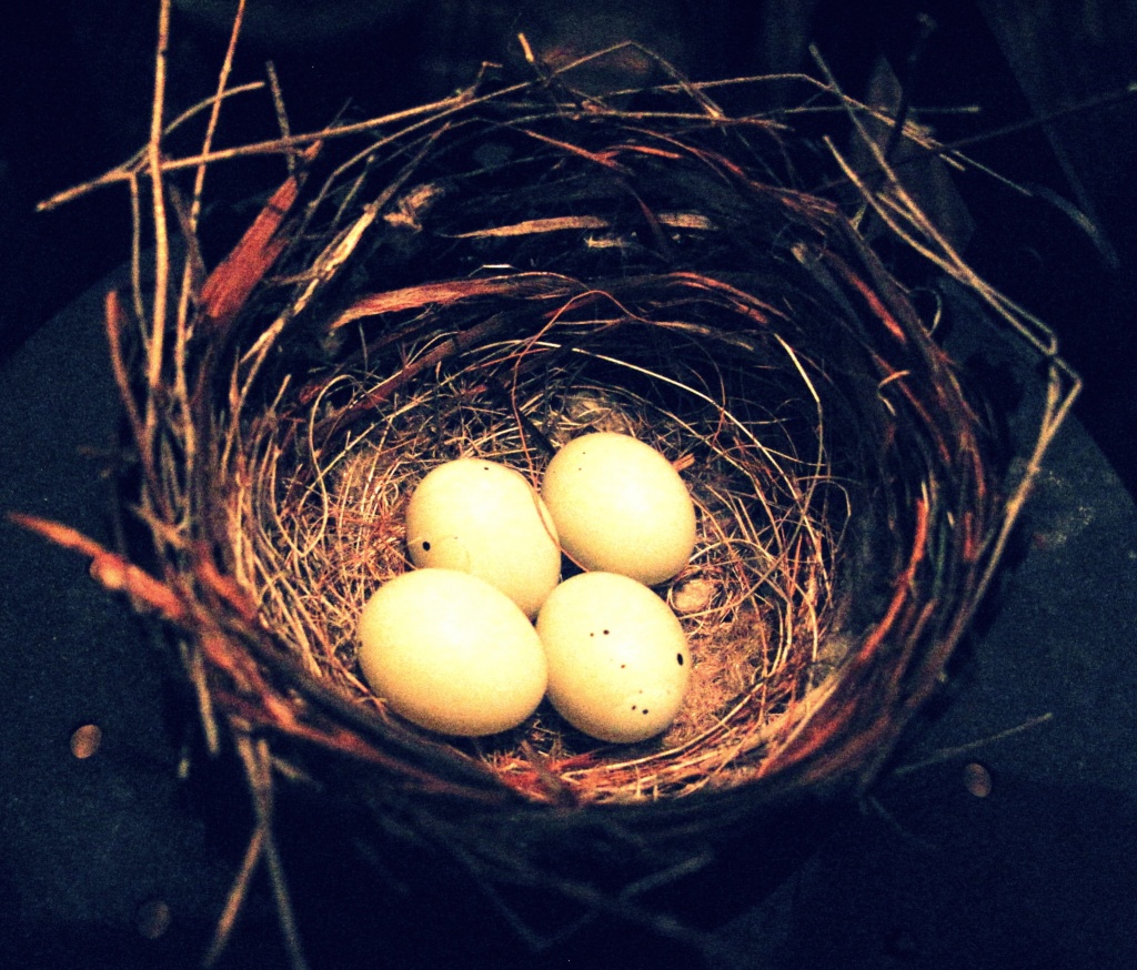 Eggs by lisaconrad